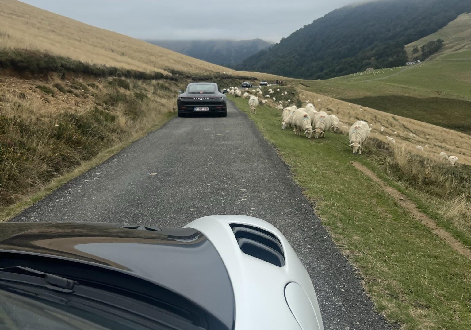 Wine Rally, Rally Damics; On the way Sheep along the road and mist over the hills.