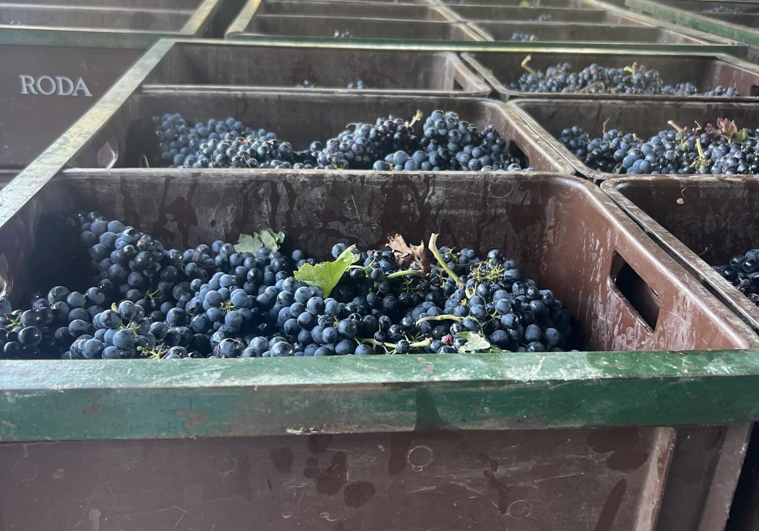 Wine Rally, Rally Damics; Bodegas Roda, Harvest Grapes and selection bring the winery to life.